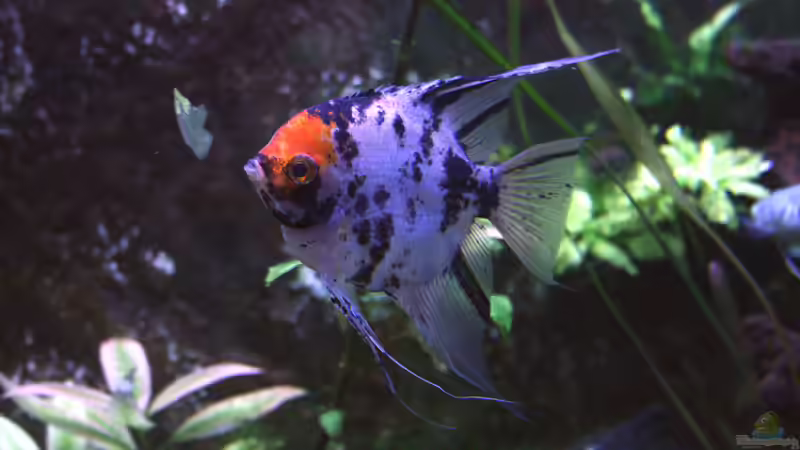 Blog: Haftlaicher im Aquarium - Fortpflanzungsstrategie, Arten, Verhalten und erfolgreiche Zucht im Detail (8014)