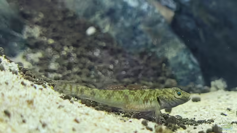 Blog: Haftlaicher im Aquarium - Fortpflanzungsstrategie, Arten, Verhalten und erfolgreiche Zucht im Detail (8014)