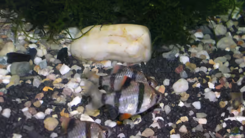Blog: Haftlaicher im Aquarium - Fortpflanzungsstrategie, Arten, Verhalten und erfolgreiche Zucht im Detail (8014)
