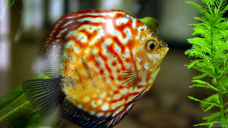 Blog: Haftlaicher im Aquarium - Fortpflanzungsstrategie, Arten, Verhalten und erfolgreiche Zucht im Detail (8014)