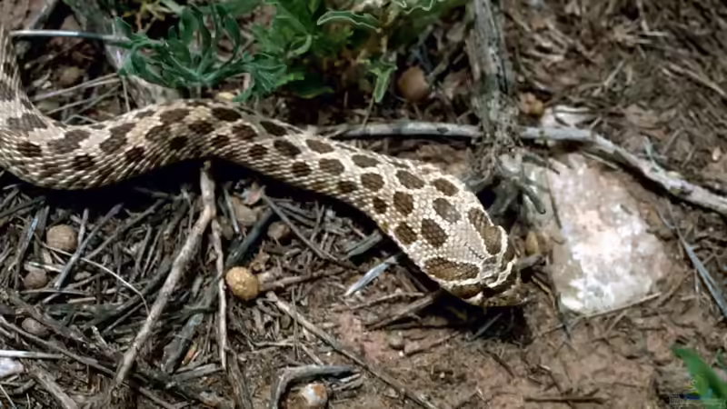 Blog: Hakennasennattern der Gattung Heterodon: Haltung, Arten, Verhalten und Besonderheiten (8145)