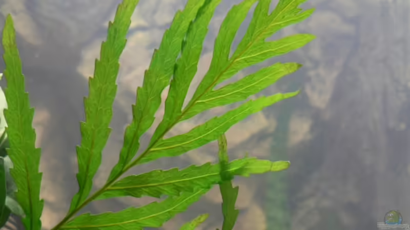 Blog: Hartes Wasser: Welche Aquarienpflanzen sind geeignet? (6412)