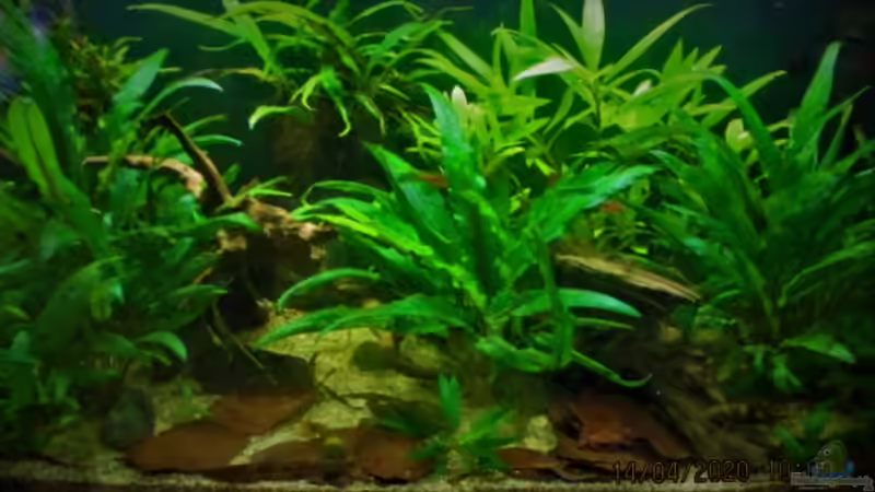 Blog: Hartes Wasser: Welche Aquarienpflanzen sind geeignet? (6412)