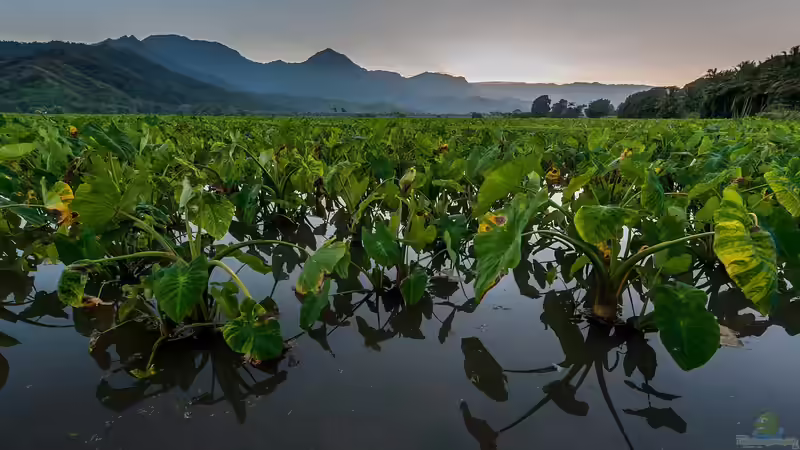 Blog: Hawaii - Ein einzigartiges Naturparadies zwischen Ozean, Riff und Regenwald (7638)