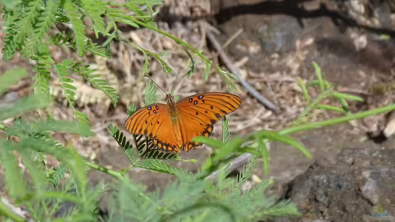 Blog: Hawaii - Ein einzigartiges Naturparadies zwischen Ozean, Riff und Regenwald (7638)