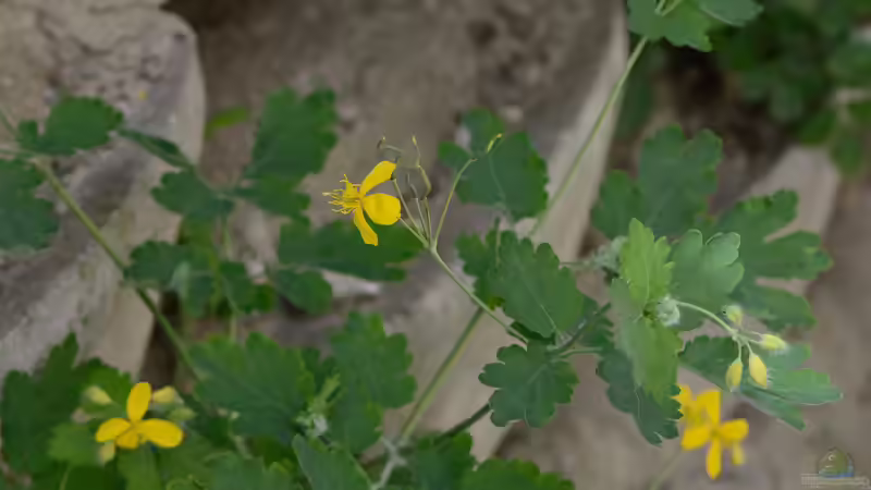 Blog: Heilkräuter aus dem Garten: Hilft Schöllkraut gegen Warzen? (7718)