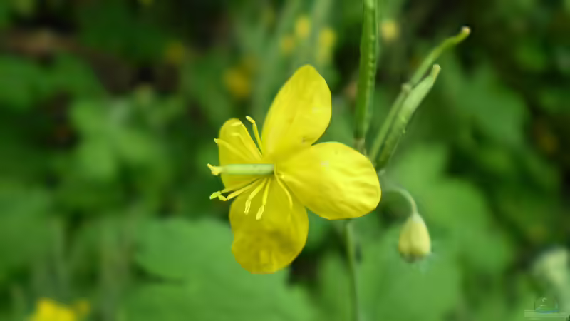 Blog: Heilkräuter aus dem Garten: Hilft Schöllkraut gegen Warzen? (7718)