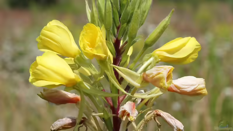 Blog: Heilpflanze des Jahres 2026: Die Gemeine Nachtkerze (Oenothera biennis) (7760)