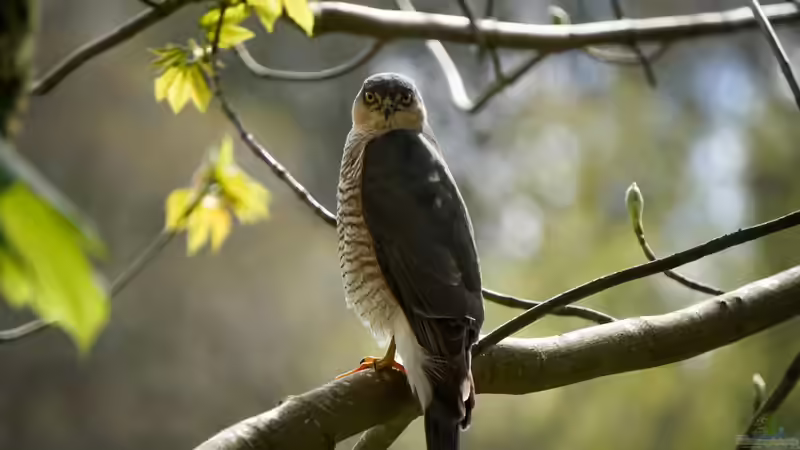 Blog: Heimische Greifvögel im Garten beobachten (7941)