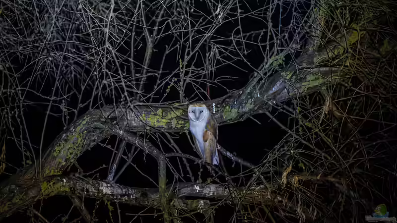 Blog: Heimische Greifvögel im Garten beobachten (7941)