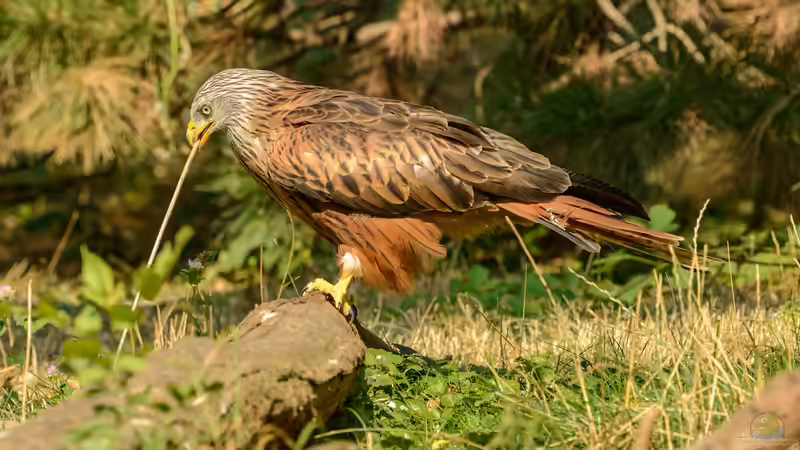 Blog: Heimische Greifvögel im Garten beobachten (7941)