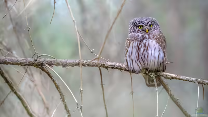 Blog: Heimische Greifvögel im Garten beobachten (7941)