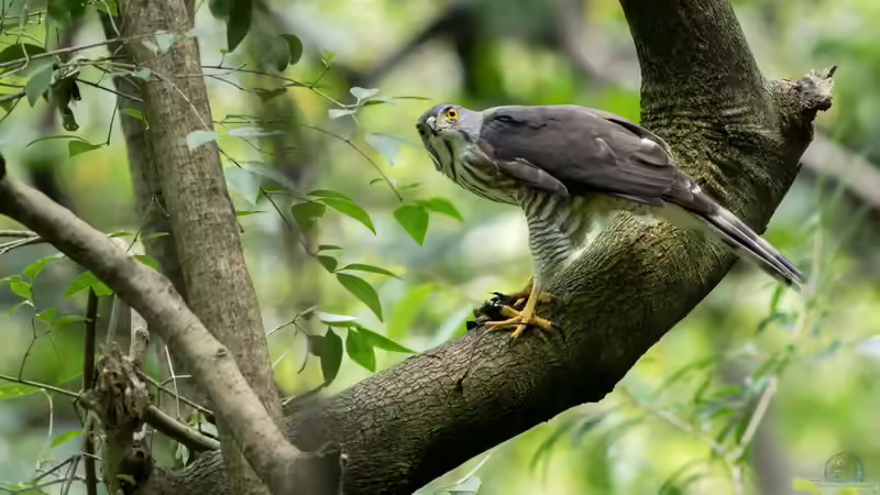 Blog: Heimische Greifvögel im Garten beobachten (7941)