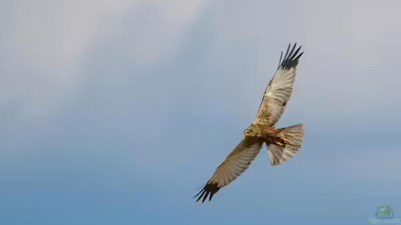 Blog: Heimische Greifvögel im Garten beobachten (7941)