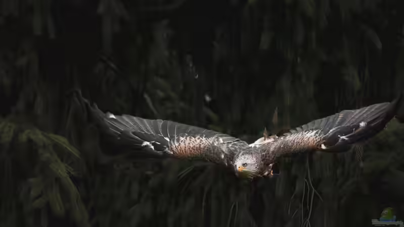 Blog: Heimische Greifvögel im Garten beobachten (7941)