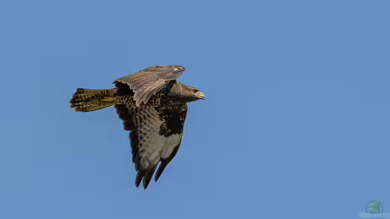 Blog: Heimische Greifvögel im Garten beobachten (7941)