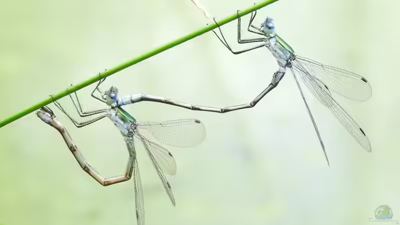 Blog: Heimische Libellenarten in Deutschland: Die Akrobaten der Lüfte (6406)