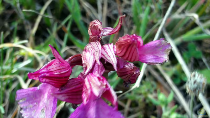 Blog: Heimische Orchideen im Garten: Welche Arten sind erlaubt und geeignet? (6194)