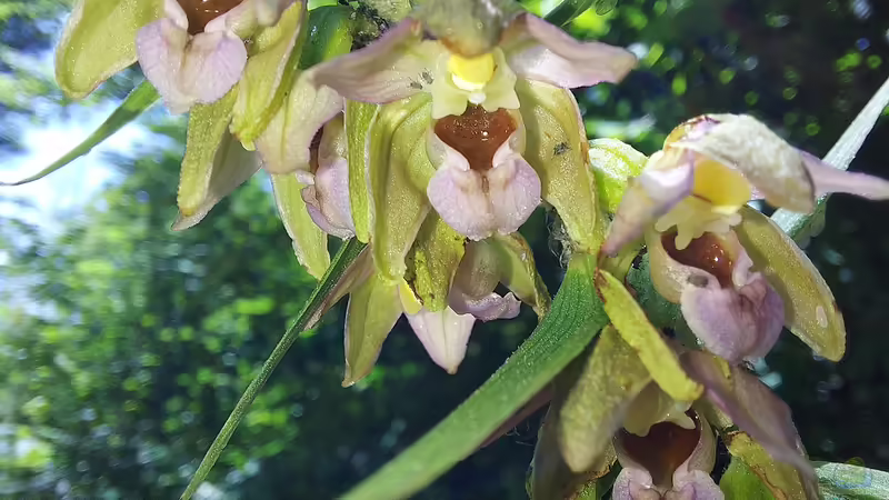 Blog: Heimische Orchideen im Garten: Welche Arten sind erlaubt und geeignet? (6194)