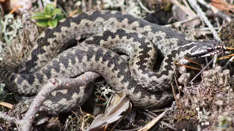 Blog: Heimische Schlangen: Terrariumhaltung möglich? (5796)