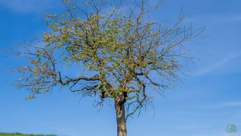 Blog: Heimische Sträucher: Die schönsten Arten für naturnahe und artenreiche Gärten (7980)