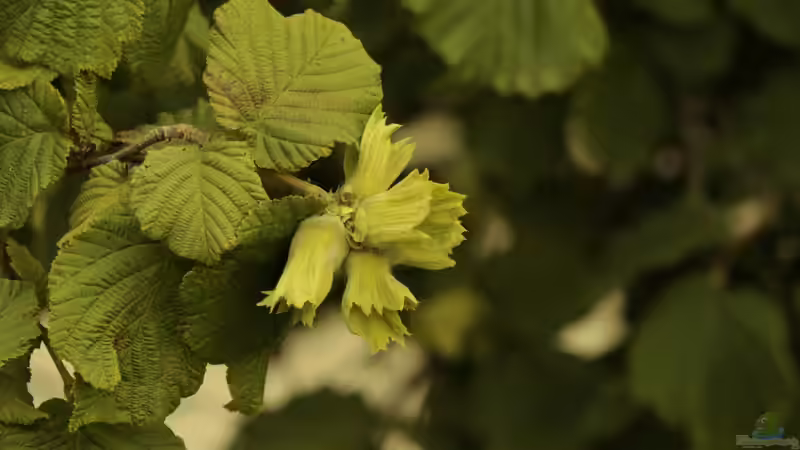 Blog: Heimische Sträucher: Die schönsten Arten für naturnahe und artenreiche Gärten (7980)