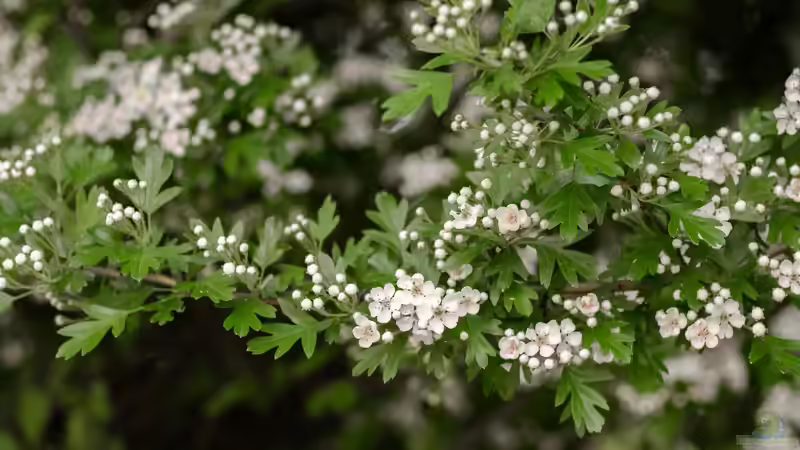Blog: Heimische Sträucher: Die schönsten Arten für naturnahe und artenreiche Gärten (7980)