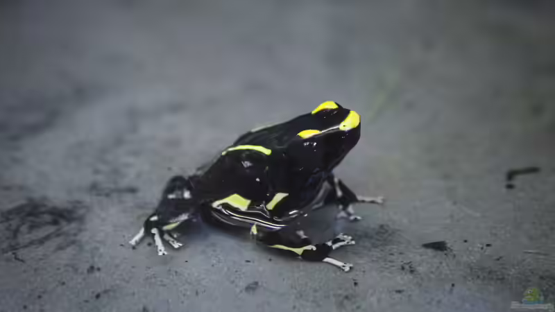 Blog: Heimtier des Jahres 2026: Der Pfeilgiftfrosch als faszinierender Botschafter für verantwortungsvolle Terraristik (8060)