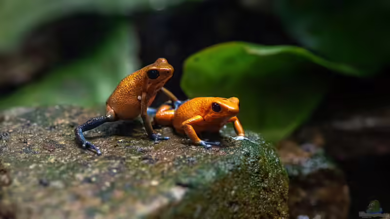 Blog: Heimtier des Jahres 2026: Der Pfeilgiftfrosch als faszinierender Botschafter für verantwortungsvolle Terraristik (8060)