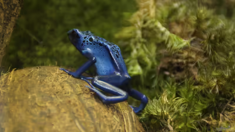 Blog: Heimtier des Jahres 2026: Der Pfeilgiftfrosch als faszinierender Botschafter für verantwortungsvolle Terraristik (8060)