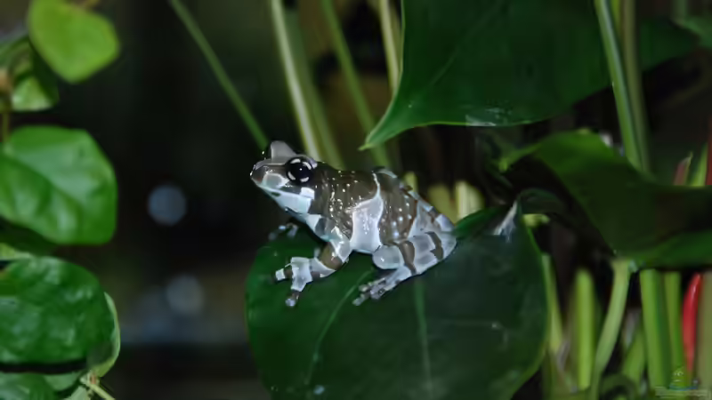 Blog: Heimtier des Jahres 2026: Der Pfeilgiftfrosch als faszinierender Botschafter für verantwortungsvolle Terraristik (8060)