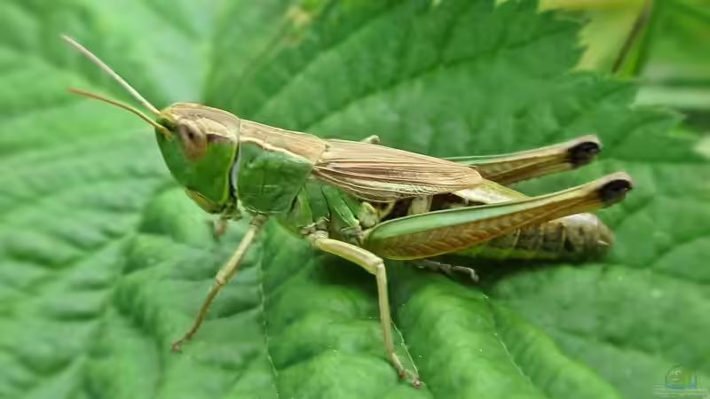 Blog: Heuschrecke, Grashüpfer oder Grille? (6418)