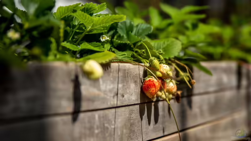 Blog: Hochbeete im Herbst neu anlegen (8281)