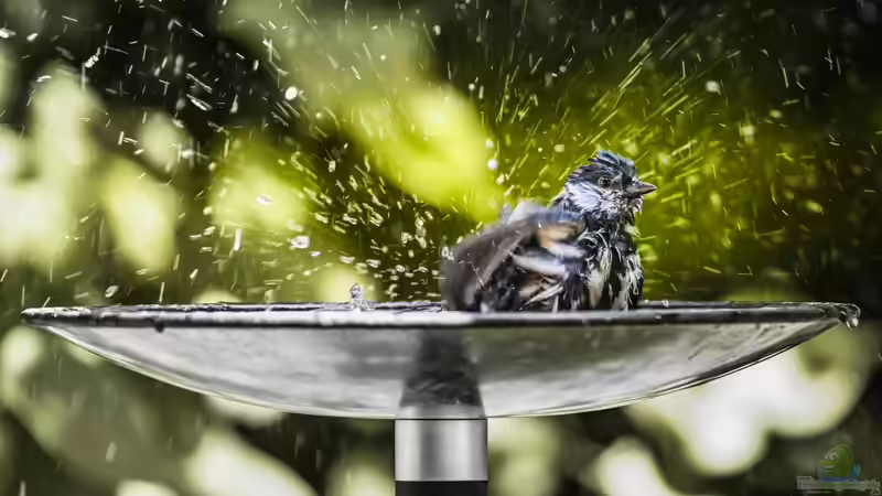 Blog: Hochsommer im Garten: Das solltest du beachten (7113)