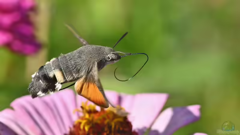 Blog: Hochsommer im Garten: Das solltest du beachten (7113)