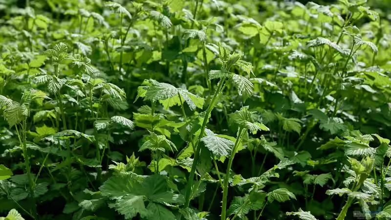 Blog: Hohlräume in Pflanzenstängeln – Ein versteckter Lebensraum (6535)