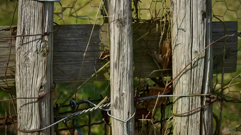 Blog: Holzspaliere selbst bauen - Der ausführliche Ratgeber für stabile Rankhilfen, Sichtschutz und kreative Gartengestaltung (7937)