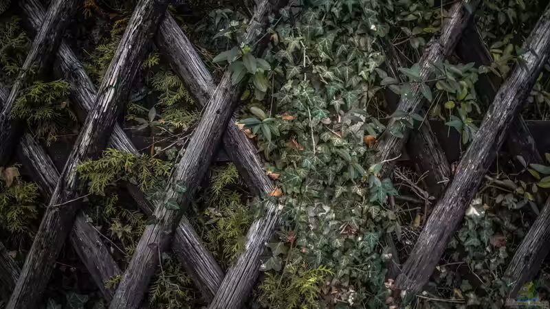 Blog: Holzspaliere selbst bauen - Der ausführliche Ratgeber für stabile Rankhilfen, Sichtschutz und kreative Gartengestaltung (7937)