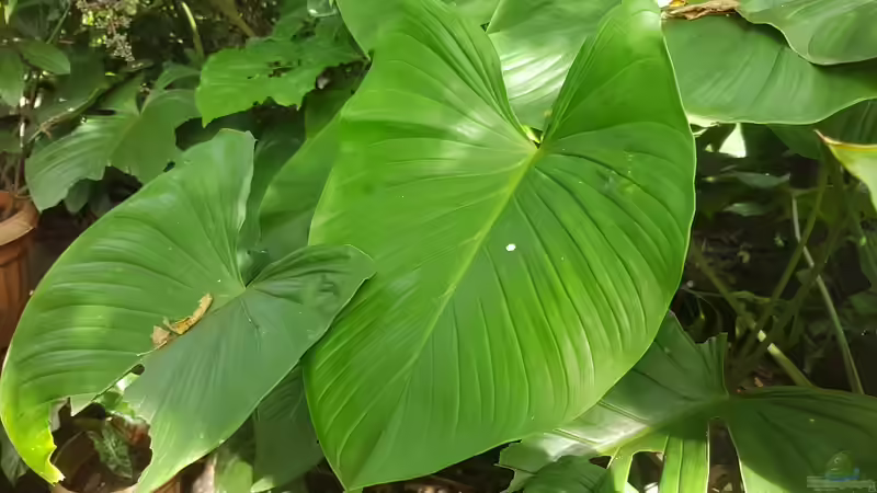 Blog: Homalomena-Arten im Terrarium - tropische Blattpflanzen für naturnahe Regenwald-Setups (8028)