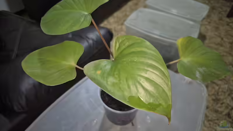 Blog: Homalomena-Arten im Terrarium - tropische Blattpflanzen für naturnahe Regenwald-Setups (8028)