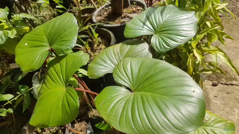 Blog: Homalomena-Arten im Terrarium - tropische Blattpflanzen für naturnahe Regenwald-Setups (8028)