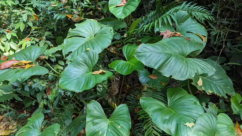 Blog: Homalomena-Arten im Terrarium - tropische Blattpflanzen für naturnahe Regenwald-Setups (8028)