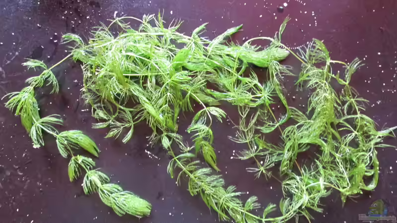 Blog: Hornkraut-Ceratophyllum demersum (5044)