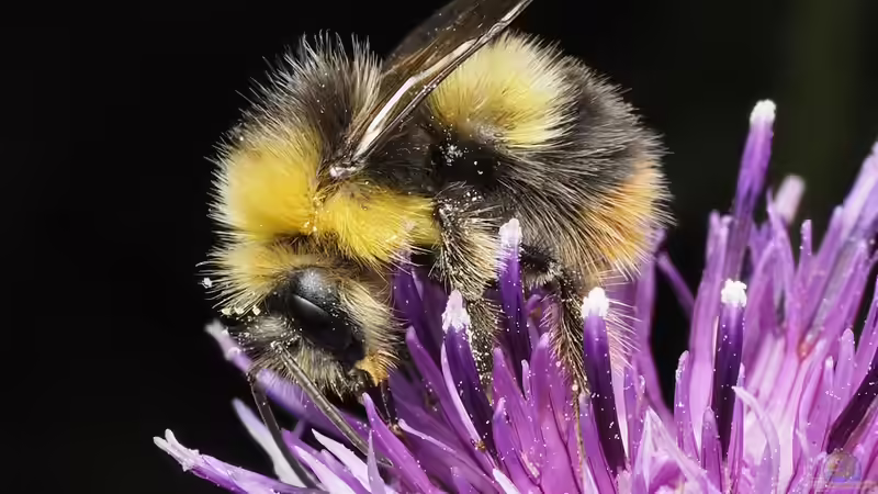 Blog: Hummeln - Ihre Bedeutung als Bestäuber im Garten und in der Natur (7882)