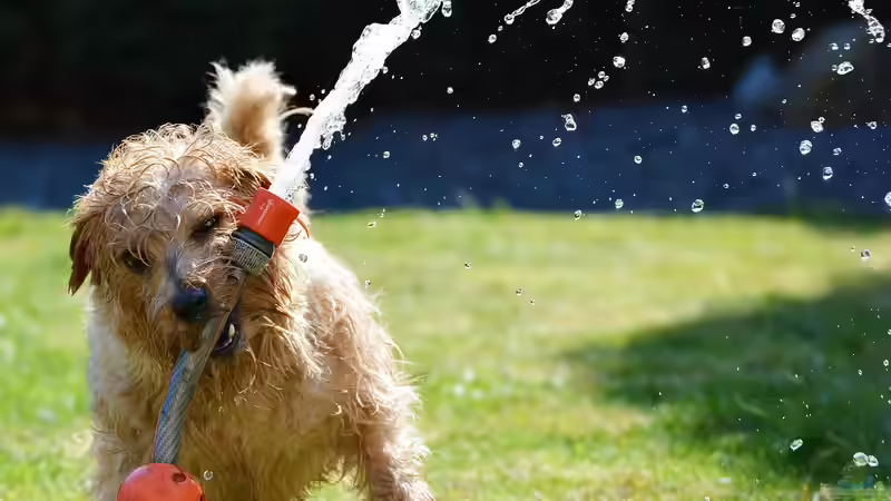 Blog: Hundegerechter Garten: So gestaltest du ein sicheres und schönes Paradies für deinen Vierbeiner (7361)