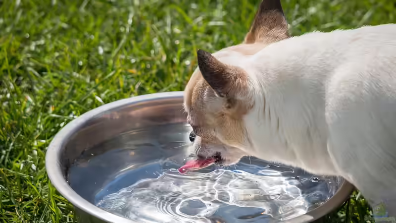 Blog: Hundegerechter Garten: So gestaltest du ein sicheres und schönes Paradies für deinen Vierbeiner (7361)