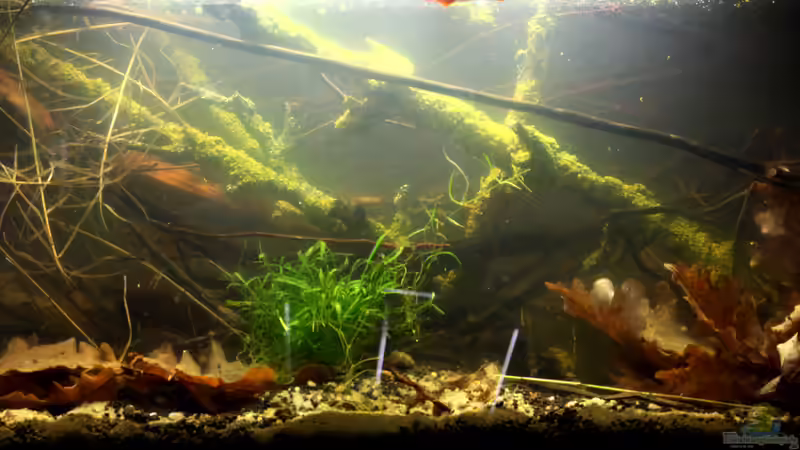 Blog: Ich will auch Aquarium, oder "der einfache Weg zu einem Biotopaquarium" (4993)