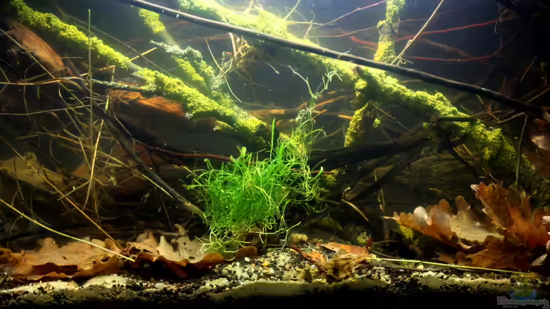Blog: Ich will auch Aquarium, oder "der einfache Weg zu einem Biotopaquarium" (4993)