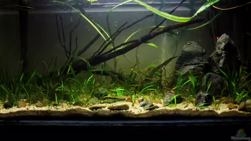 Blog: Ich will auch Aquarium, oder "Keine Angst vorm Einrichten" (4990)
