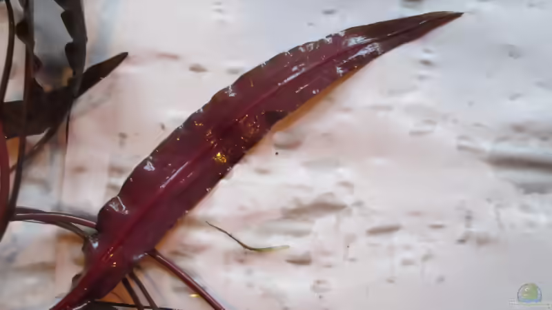Blog: Immer noch ein Geheimtipp:Cryptorcoryne wendtii ???Mi Oya??? (5064)